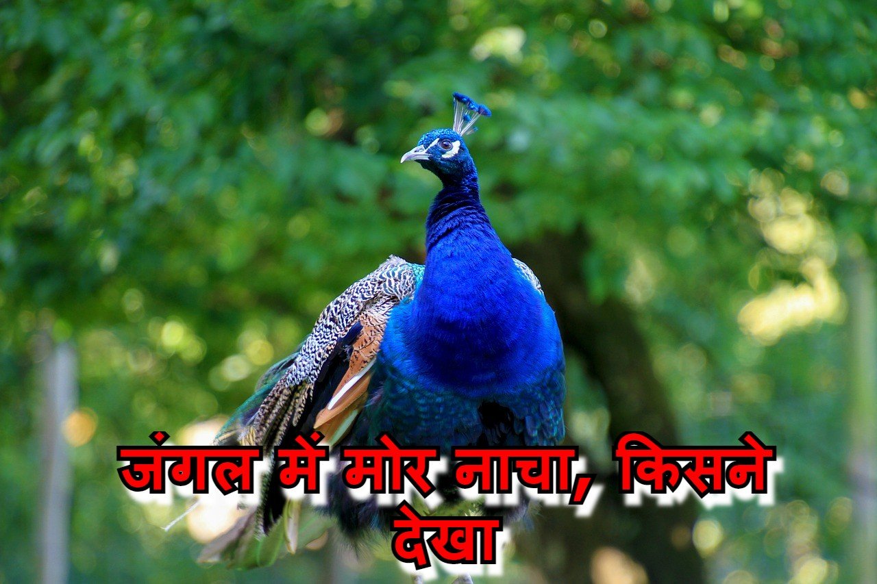 सत्ता बदली-वन मंत्री हारे,क्या खुलेगी कटघोरा के जंगलों में घोटाले की फाईल…?