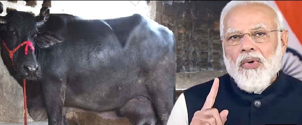 भैंस की पूंछ पकड़ वैतरणी पार करने के मुंगेरीलाली ख्वाब