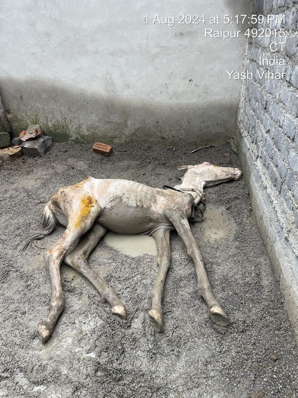 CG:पालक ने घोड़ों को भूख से मार डाला, FIR दर्ज