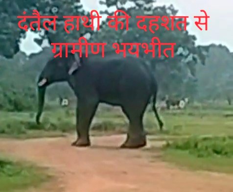 UPDATE:हाथी से घायल महिला की मौत,मवेशियों की भी जान गई, क्षेत्रवासियों में आक्रोश