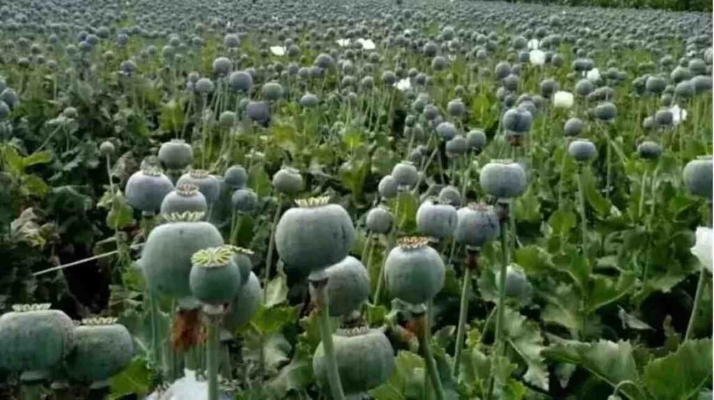 Opium Cultivation